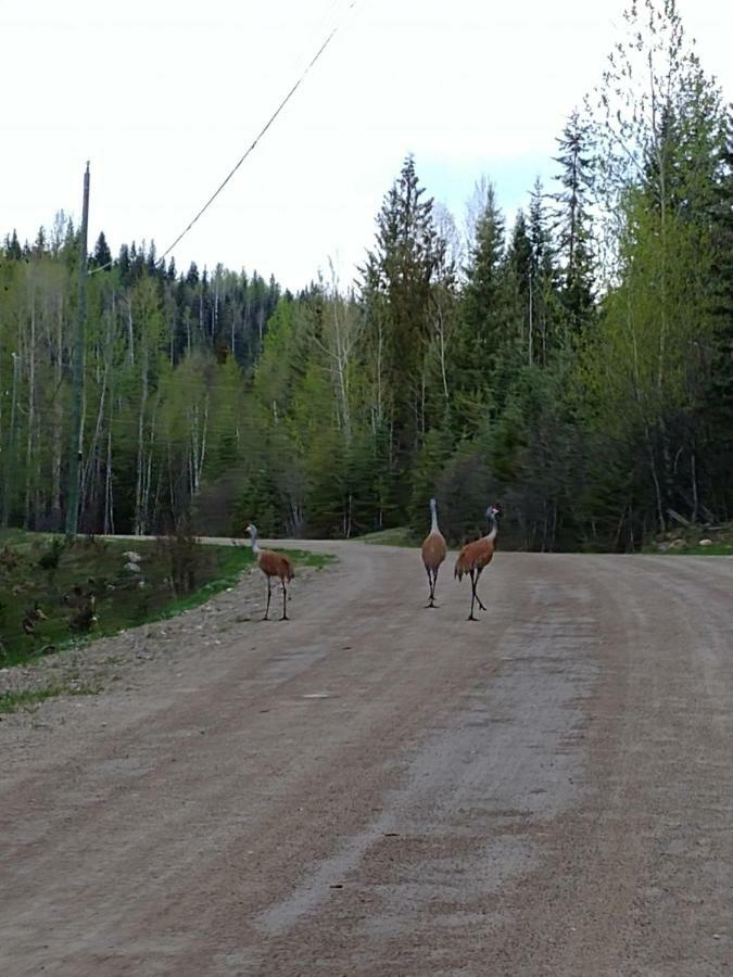 فيلا Wolfwood Guest Ranch كليرووتر المظهر الخارجي الصورة